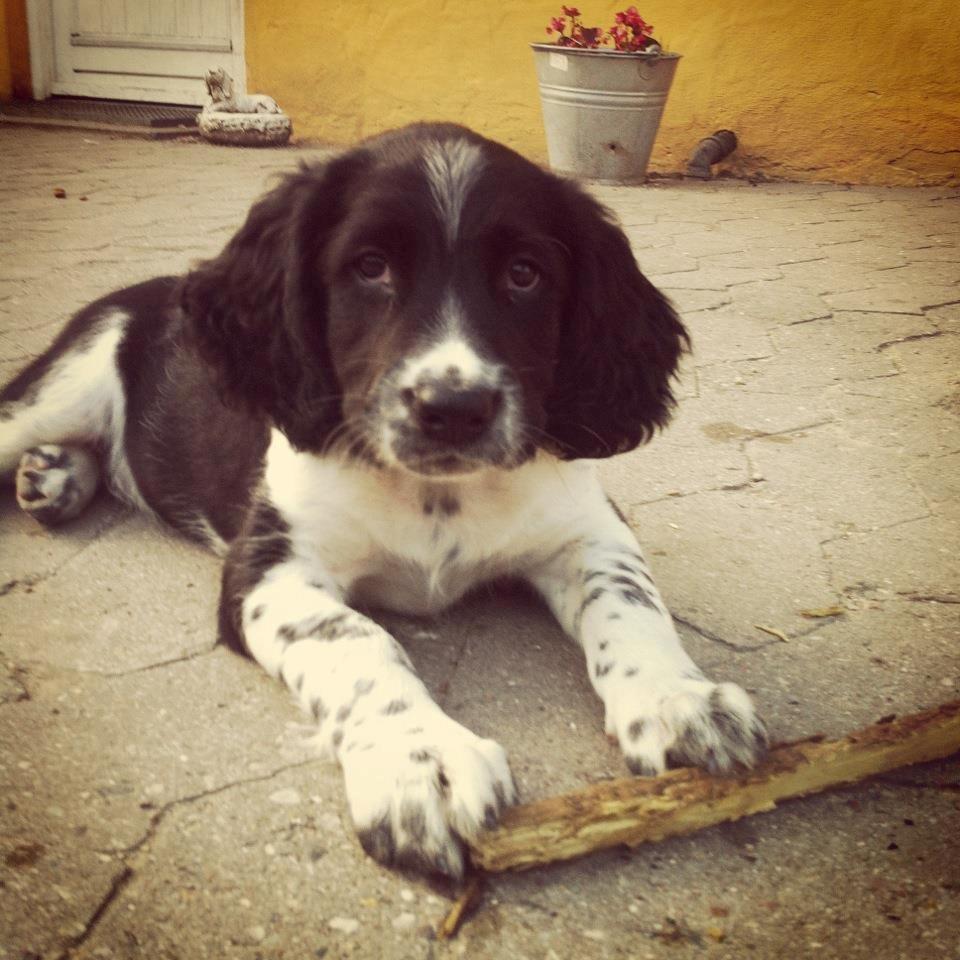 Engelsk springer spaniel Malthe - Få dage efter han kom hjem <3 billede 4