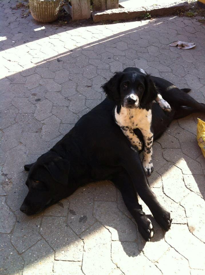 Engelsk springer spaniel Malthe - Det er godt at have Fede til at sidde på! ;) billede 5