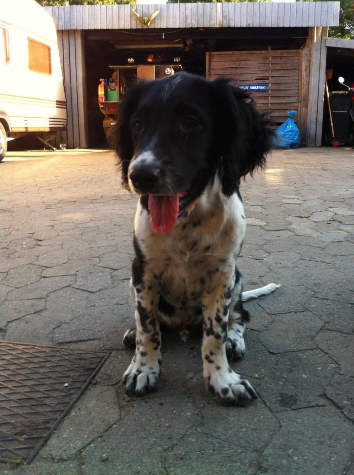 Engelsk springer spaniel Malthe billede 6