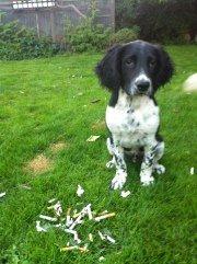 Engelsk springer spaniel Malthe - Dygtig hund! :D billede 7