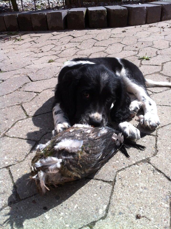 Engelsk springer spaniel Malthe billede 8