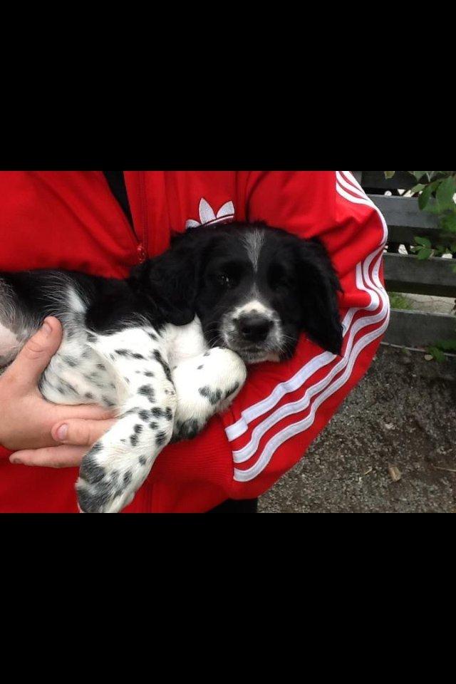 Engelsk springer spaniel Malthe - Babyen :-* billede 9