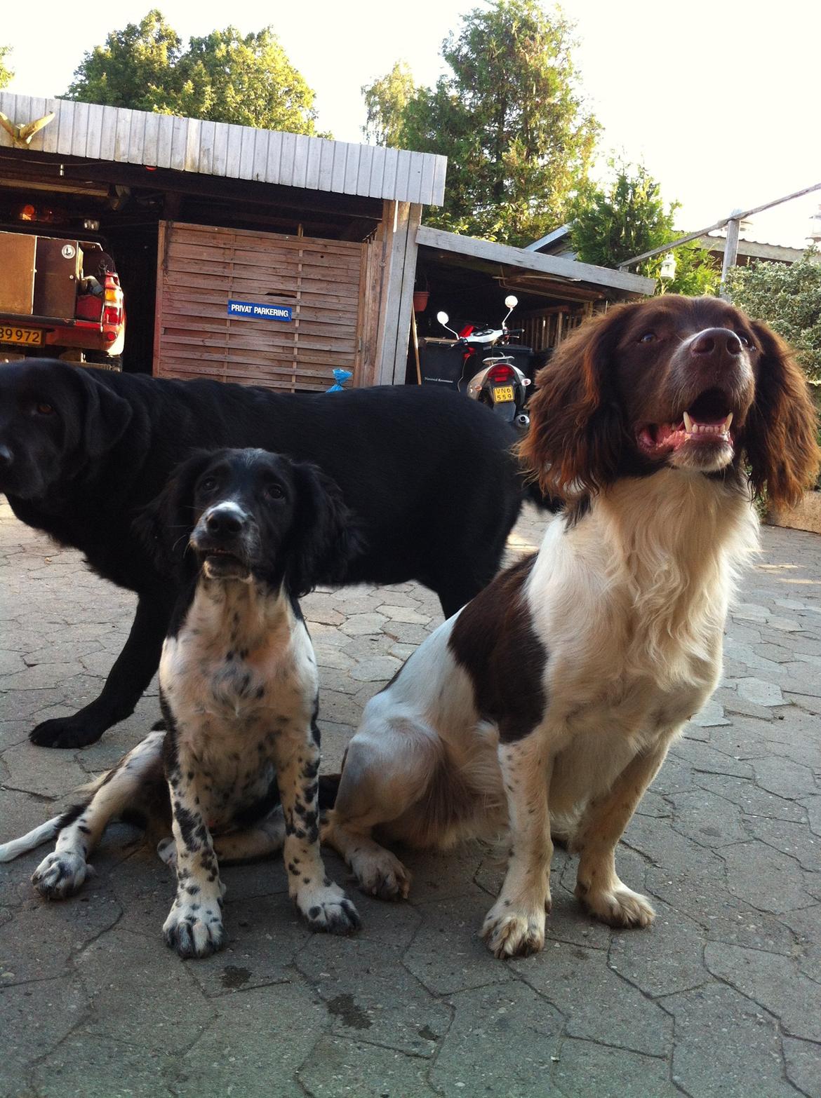 Engelsk springer spaniel Malthe - Basserne :-* billede 12