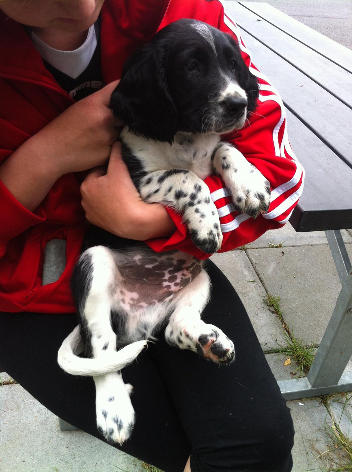 Engelsk springer spaniel Malthe - på vej hjem! ;) billede 13