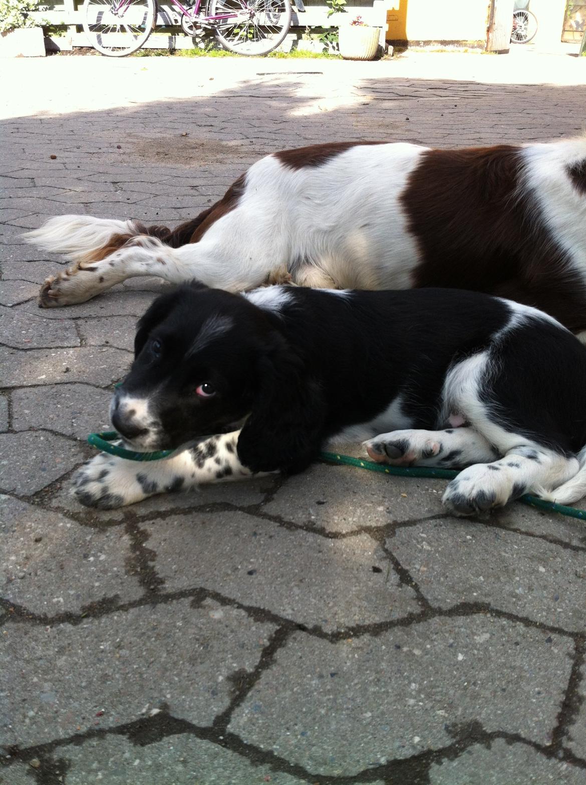 Engelsk springer spaniel Malthe billede 14