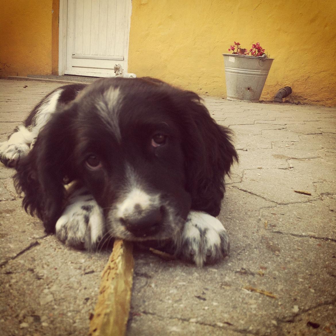 Engelsk springer spaniel Malthe billede 16