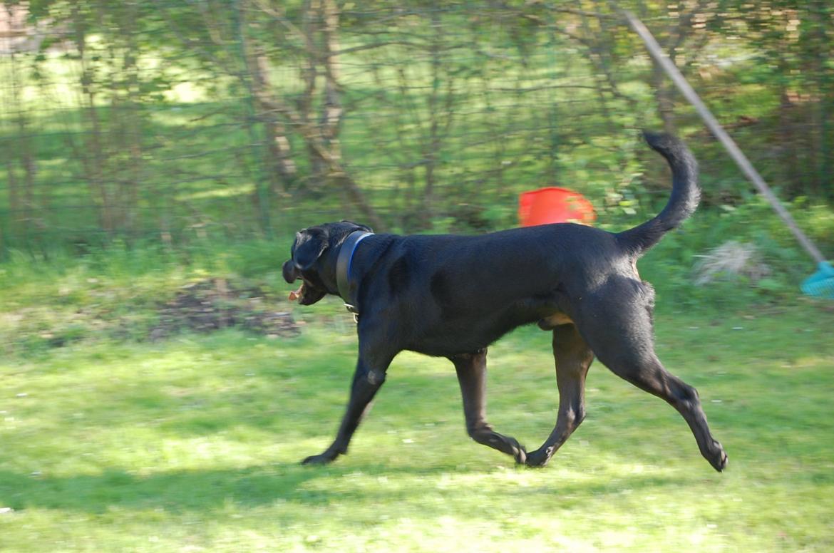 Blanding af racer Janco billede 5