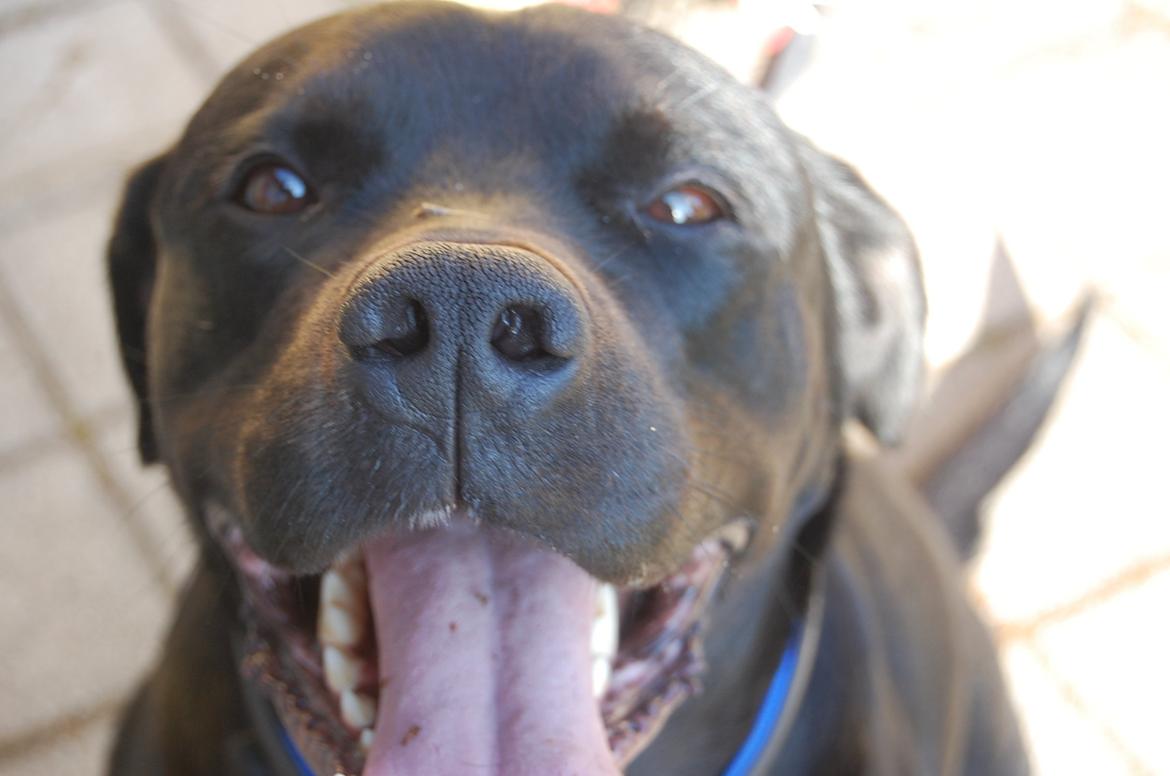 Blanding af racer Janco billede 6