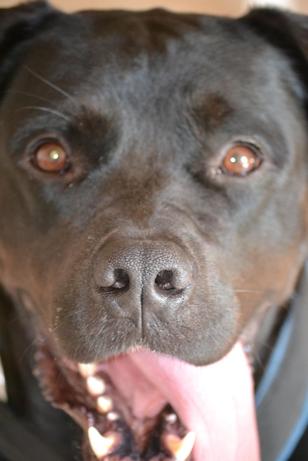 Blanding af racer Janco billede 7