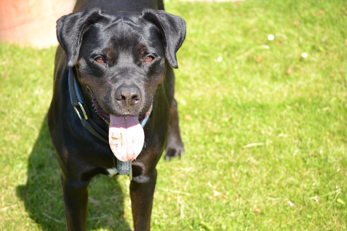 Blanding af racer Janco billede 8