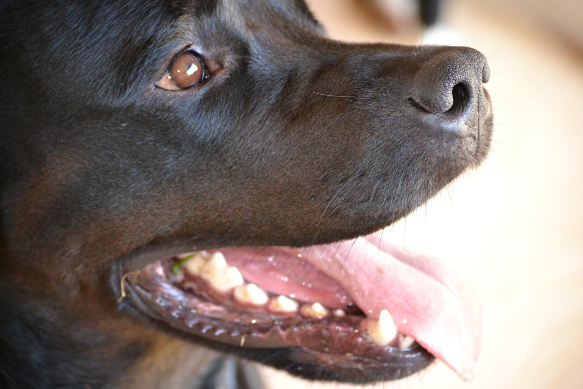 Blanding af racer Janco billede 9