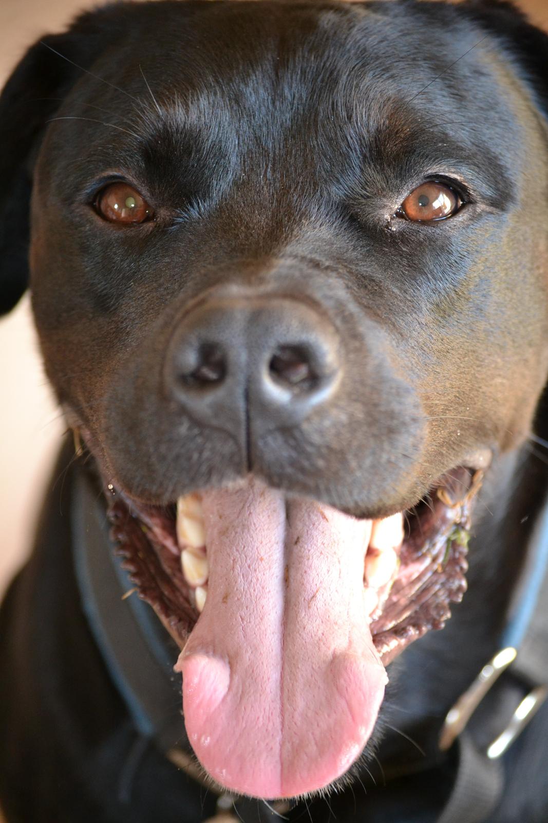 Blanding af racer Janco billede 10