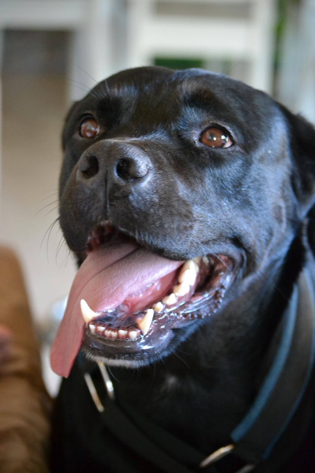 Blanding af racer Janco billede 4