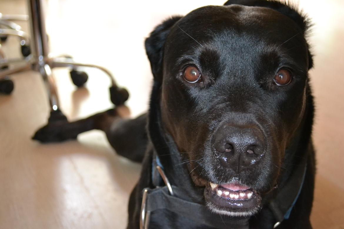 Blanding af racer Janco billede 11