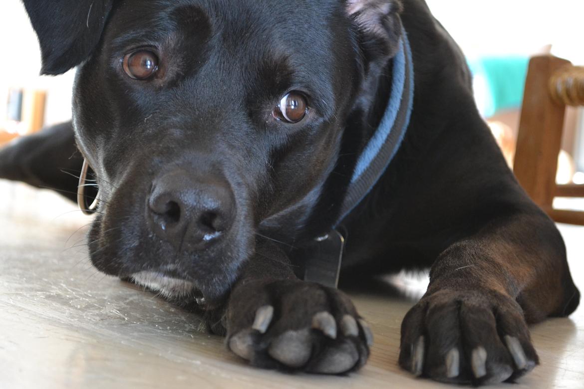 Blanding af racer Janco billede 12