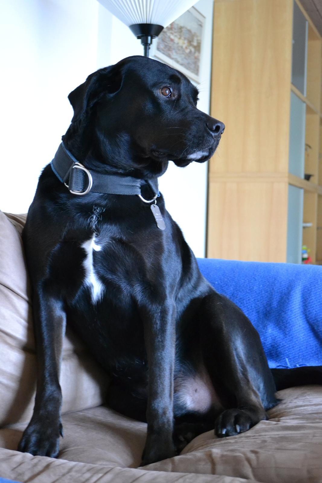 Blanding af racer Janco billede 13