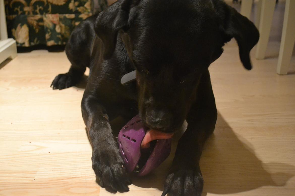 Blanding af racer Janco billede 14