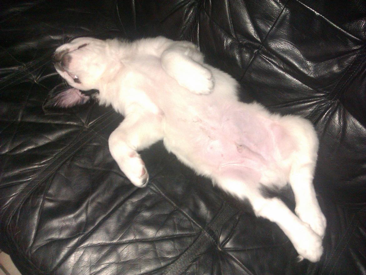 Blanding af racer Aksel - splat billede 5