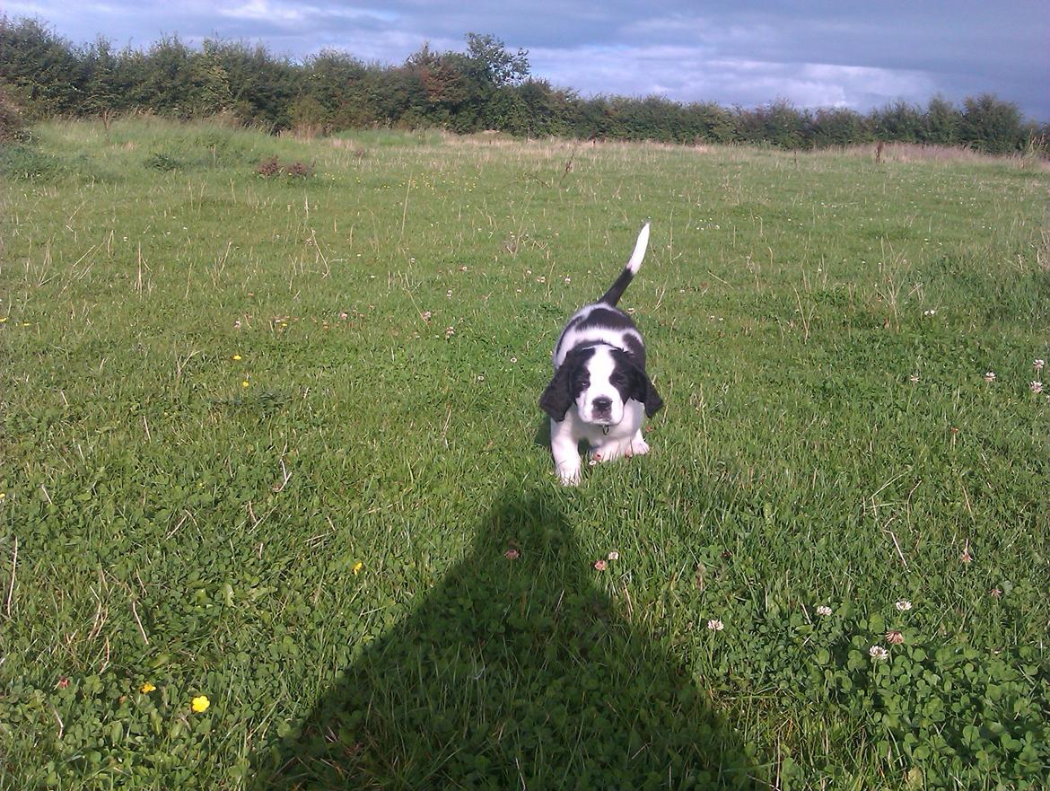 Blanding af racer Aksel - hurtig som en .. øhh.. ninja??? billede 6