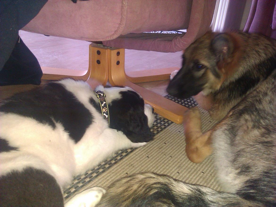 Blanding af racer Aksel - hygge leg med mormors schæffer billede 7