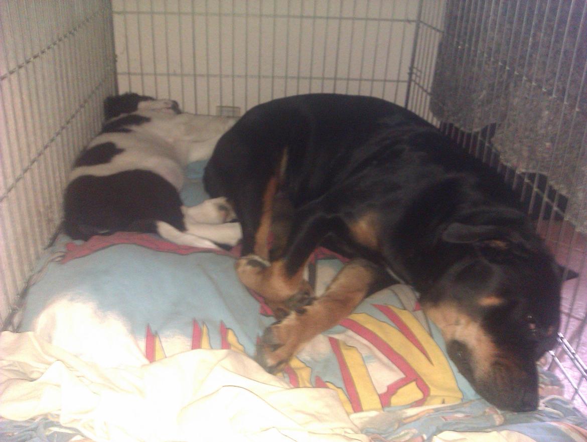 Blanding af racer Aksel - hygge i hunde hulen :D billede 8