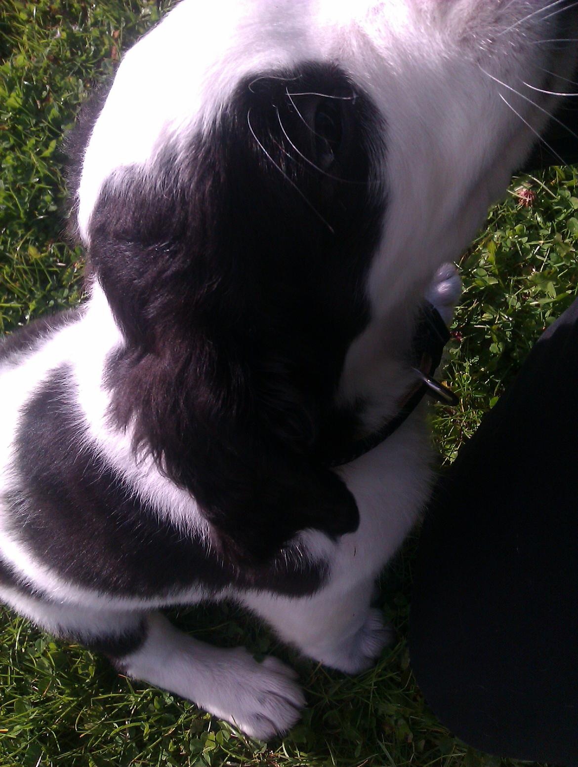 Blanding af racer Aksel - kan du se mig hva hva hva :D billede 1