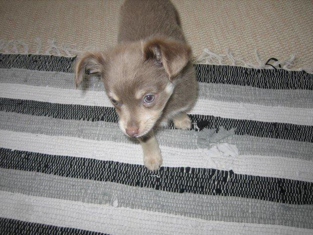 Chihuahua Juvels N°5 Aka. Jessie billede 5