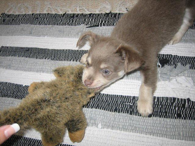 Chihuahua Juvels N°5 Aka. Jessie billede 8