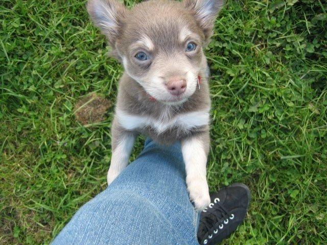 Chihuahua Juvels N°5 Aka. Jessie billede 9