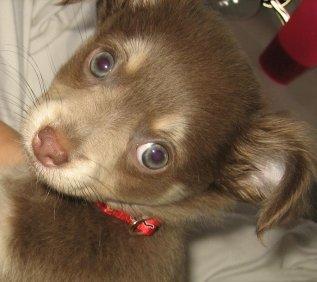 Chihuahua Juvels N°5 Aka. Jessie billede 2