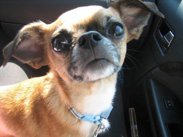 Blanding af racer Chui billede 1