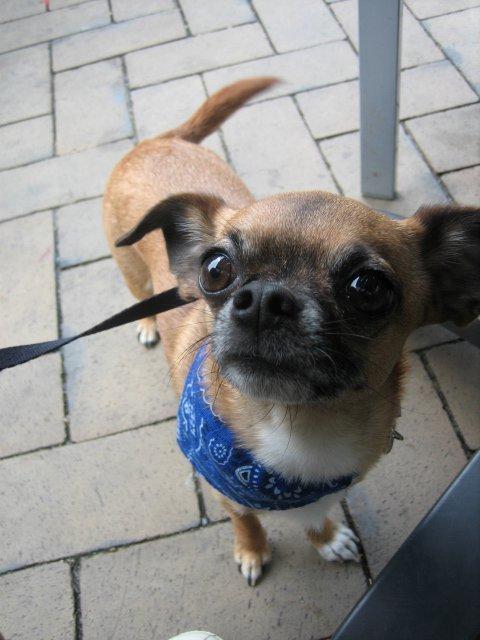 Blanding af racer Chui billede 2