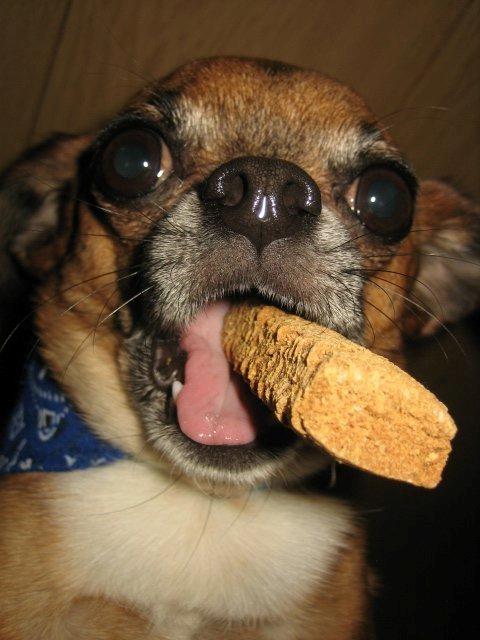 Blanding af racer Chui billede 3