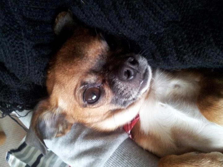 Blanding af racer Chui billede 4