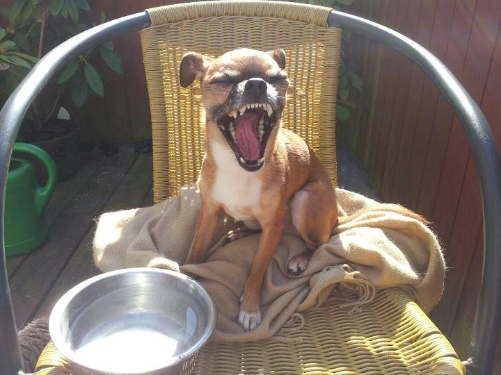 Blanding af racer Chui billede 5