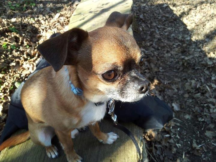 Blanding af racer Chui billede 6