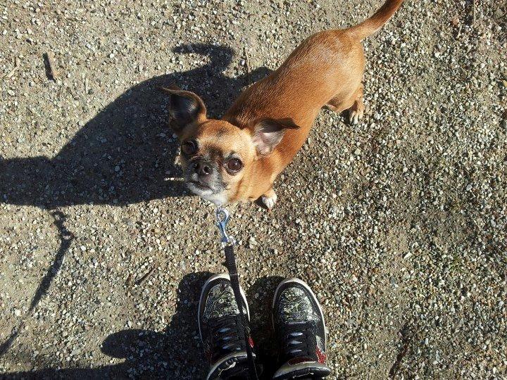 Blanding af racer Chui billede 7