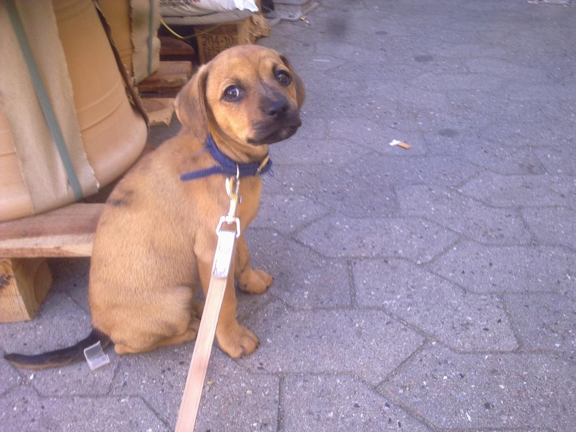 Blanding af racer Lola billede 12