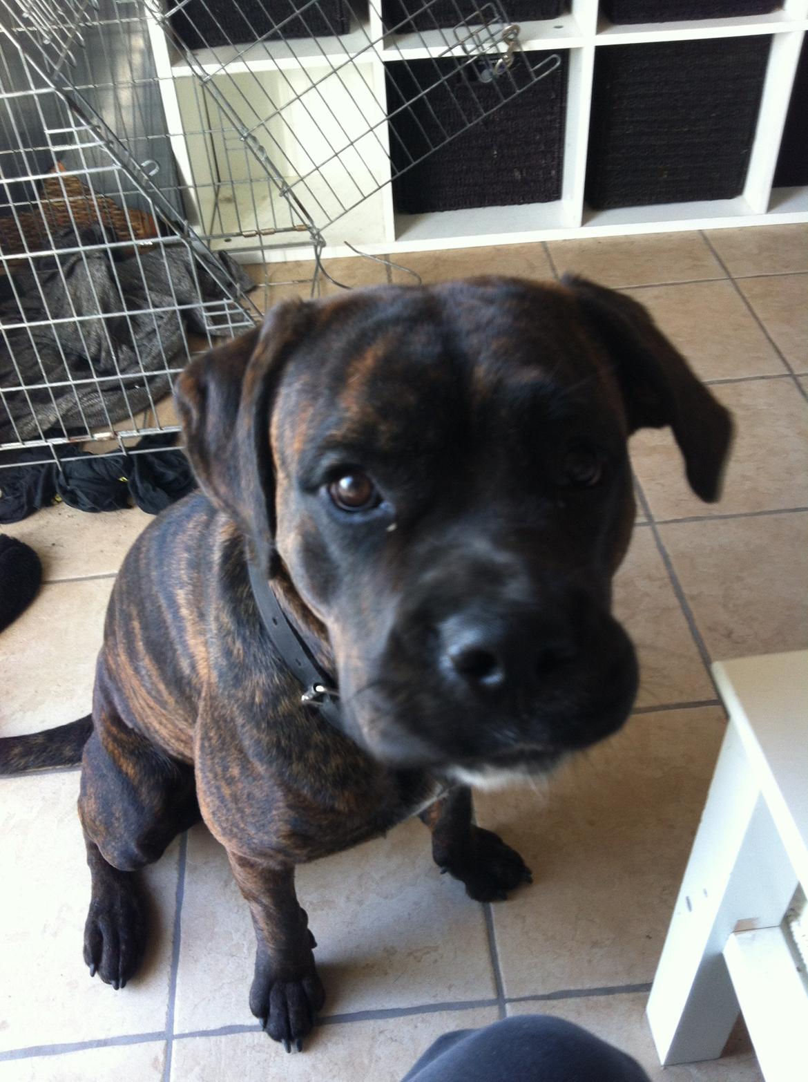 Blanding af racer Ronja<3 billede 11