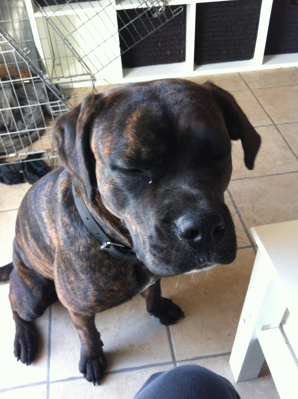 Blanding af racer Ronja<3 billede 12