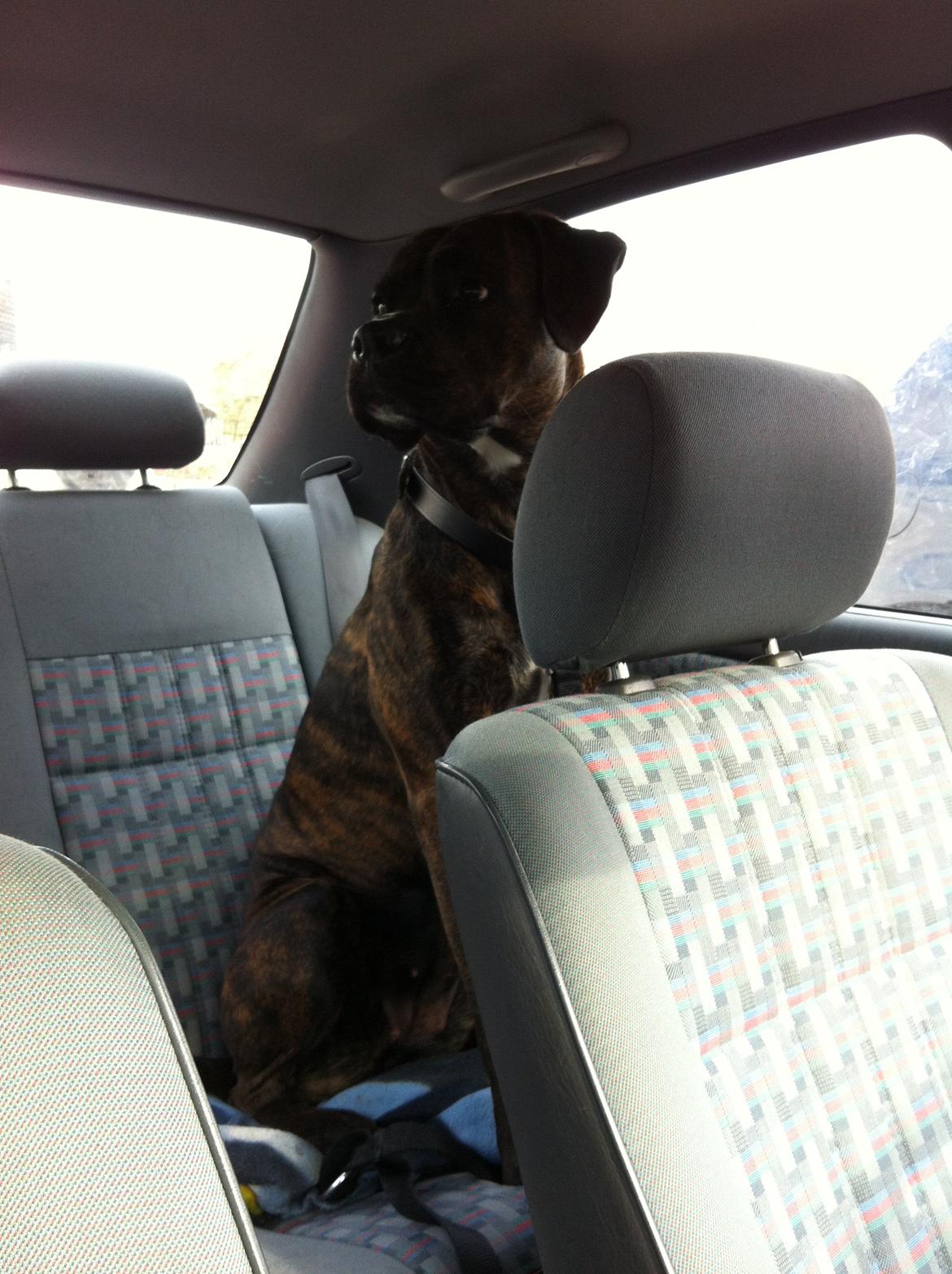 Blanding af racer Ronja<3 billede 13