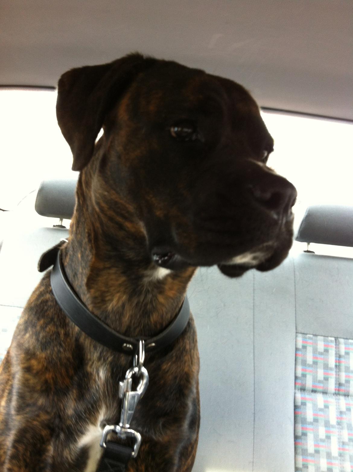 Blanding af racer Ronja<3 billede 14