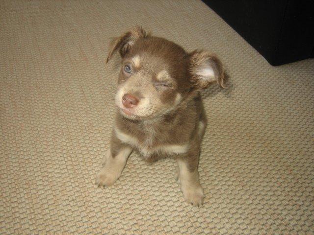 Chihuahua Juvels N°5 Aka. Jessie billede 10