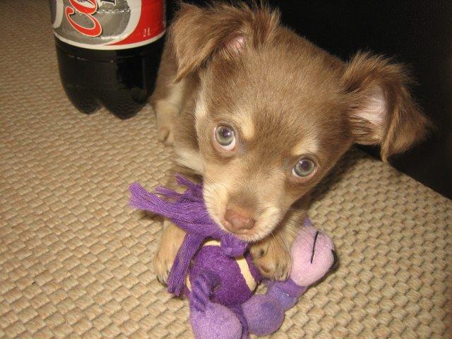 Chihuahua Juvels N°5 Aka. Jessie billede 3