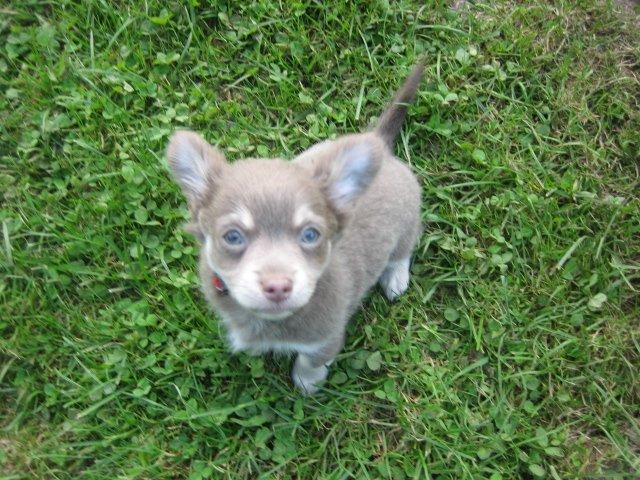 Chihuahua Juvels N°5 Aka. Jessie billede 11