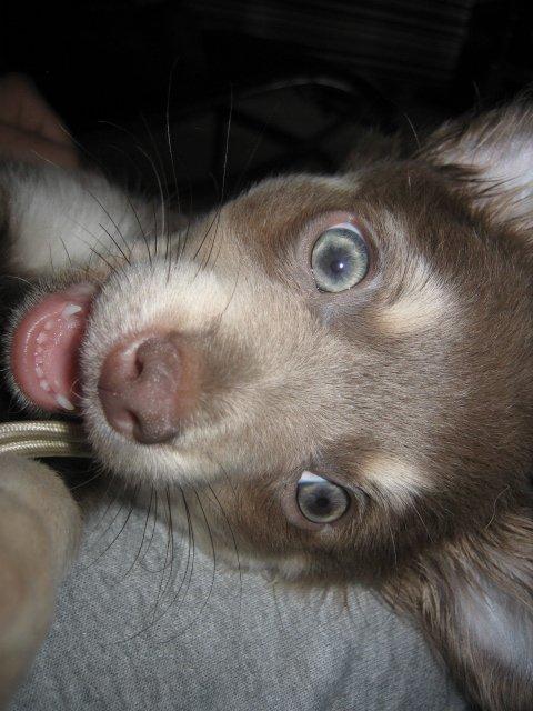 Chihuahua Juvels N°5 Aka. Jessie - Mmm kamera-snor! billede 6