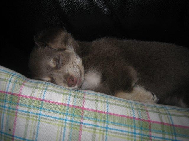 Chihuahua Juvels N°5 Aka. Jessie billede 12