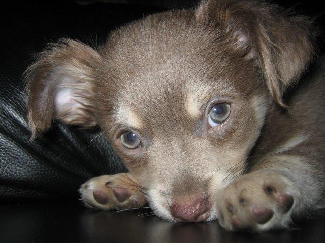 Chihuahua Juvels N°5 Aka. Jessie billede 4