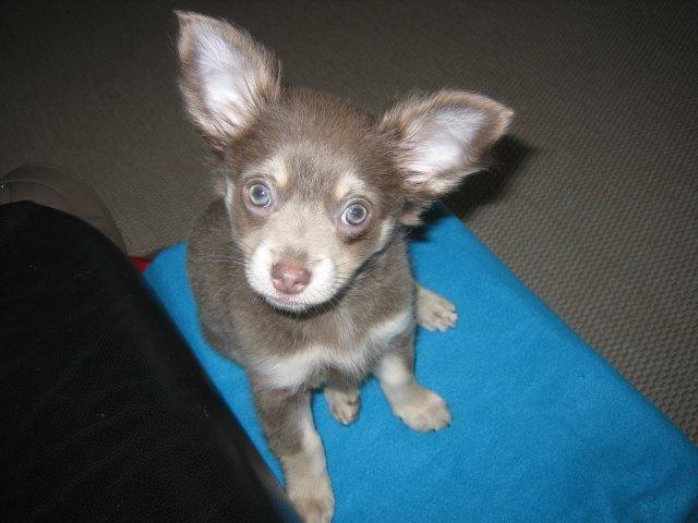 Chihuahua Juvels N°5 Aka. Jessie billede 1