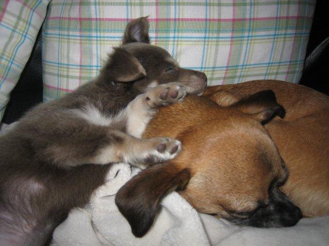 Chihuahua Juvels N°5 Aka. Jessie billede 13